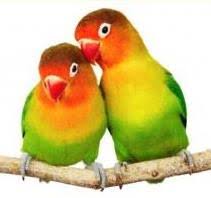 Check spelling or type a new query. Lovebirds Pet Supplies Plus