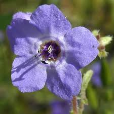 wildflower identification guide blue