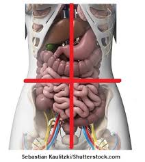 Human anatomy is the study of the structure of the human body. Nine Abdominal Regions And Four Quadrants Quiz