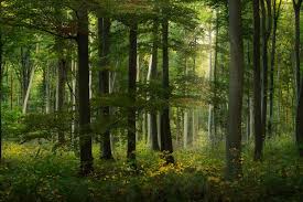 Podatek leśny - ile wynosi w 2024 roku?
