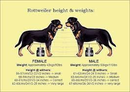 rottweiler lifespan facts you should