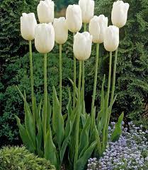 Top quality flower bulbs, from our family farm in holland. Tulip Bulbs Maureen Huge Lateflowering White Tulip Tulip Store