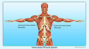 These ribs attach to vertebrae, but not to the sternum so they float on there are also some smaller, deeper muscles which lie against the rib cage which can also be. Intercostal Muscle Sprain Causes Symptoms Diagnosis Treatment Conservative Medications