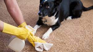 pet odor removal how to effectively