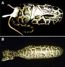 Digestive Physiology Of The Burmese Python Broad Regulation