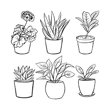 House Plants In Pots Vector Ilration