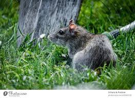 Norway Rat In The Garden A Royalty