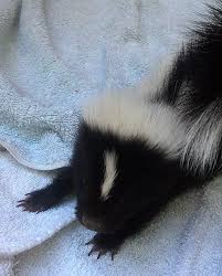 Skunks, easily identifiable by their characteristic black and white striping, are infamous for producing a foul odor when frightened. Skunks As Neighbors The Wildlife Center Of Virginia