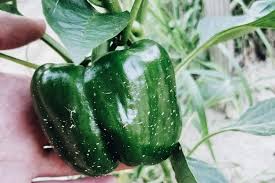 garden season freezing green peppers
