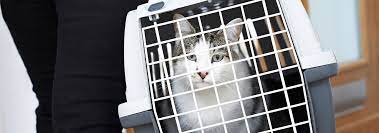 how to get a cat in her carrier hill