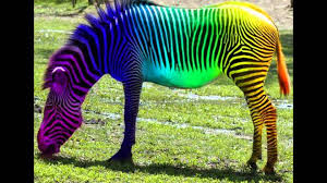 Image result for colorful animals