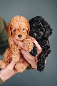 two little toy poodle puppies red and
