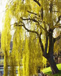weeping golden willow trees