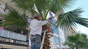 palmiye-budama-nasıl-yapılır