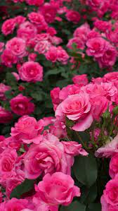 Pink Roses Garden 640x1136 Iphone