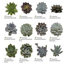 Succulents A 101 Guide My Soulful Home