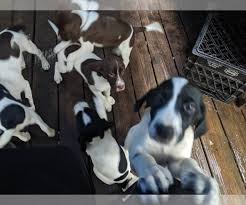 A slender yet athletic hybrid, the german shorthaired pointerpoodle is a medium size dog with long legs and a long body. View Ad English Springer Spaniel German Shorthaired Pointer Mix Litter Of Puppies For Sale Near Massachusetts Osterville Usa Adn 149719