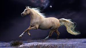 wallpaper horse mane running