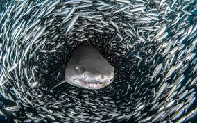 Image result for shark fish
