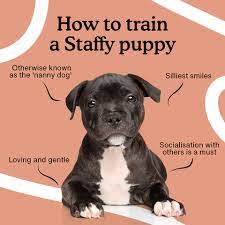 how to train a staffy puppy 8 week