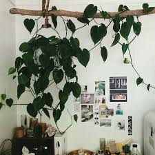 money plant and how to decorate