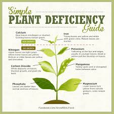identifying plant nutrient deficiencies