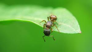 natural ways to get rid of ants without