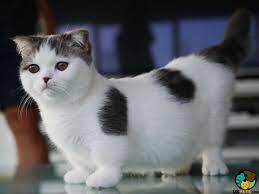 munchkin cat breed ukpets