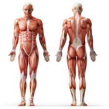 how do muscles grow the science of