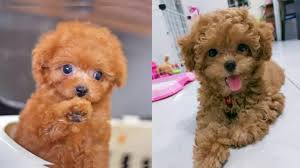 toy poodle colors complete list of