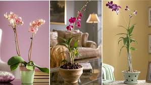 Orchids Types And Growing Tips