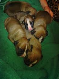 The boxer is one of the top 10 most popular dog breeds in the us. Boxer Puppies For Sale In Wisconsin Rapids Wisconsin Classified Americanlisted Com