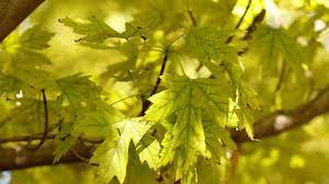 a guide to maple tree issues in utah