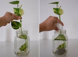 diy money plant in glass bottle jewelpie