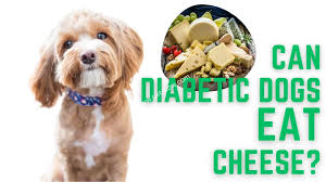 can diabetic dogs eat cheese answered