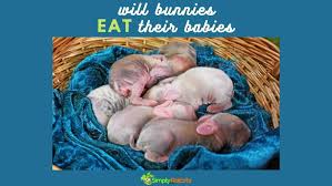 will bunnies eat their babies