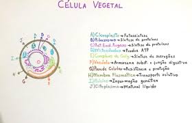 vegetal biologia celular