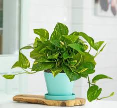 The Best Indoor Plants For Small Spaces