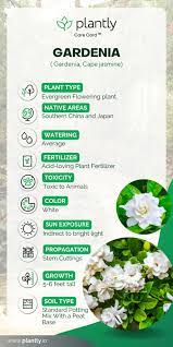 How To Grow And Care For Gardenia Plantly