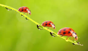 la coccinelle la bête à bon u