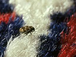 do carpet beetles bite facts and