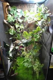 panther chameleon care wiki