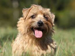 Terrier Dog Breeds 40 Types Of Terrier Dogs Terrier Group