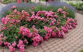rose flower carpet pink thetreefarm com