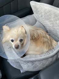 Mundelein animal hospital has proudly been serving the pets and pet owners of the mundelein, il mundelein animal hospital. Alum Rock Animal Hospital 23 Photos 73 Reviews Veterinarians 2810 Alum Rock Ave Alum Rock East Foothills San Jose Ca Phone Number Yelp