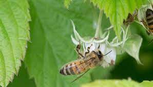 how to attract pollinators gardener s