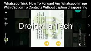 forward whatsapp images to contacts