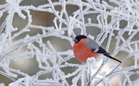Winterbilder · pexels · kostenlose stock fotos : Download Bilder Fur Das Handy Tiere Vogel Schnee Kostenlos 23743
