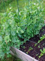 You can shell them if required but the pods of these peas can be eaten. Advantages Of Growing Podded Peas In Raised Bed Diy Morning Snap Peas Garden Growing Peas Growing Food