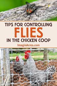 get rid of flies in the en coop